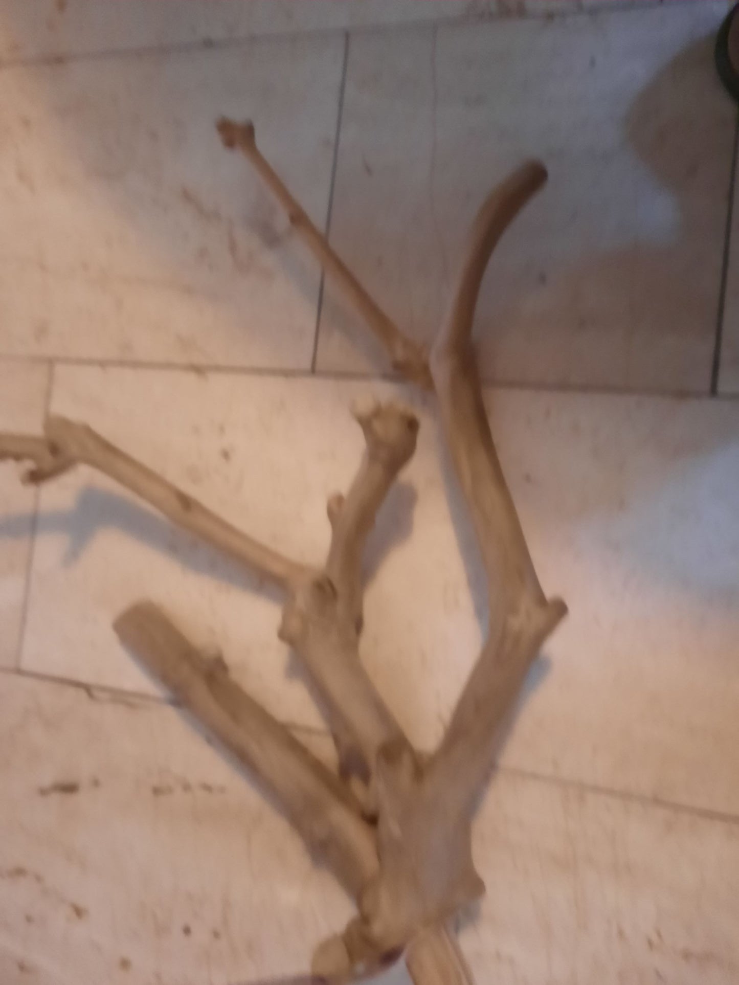 J17112 Climbing branch java wood med/long