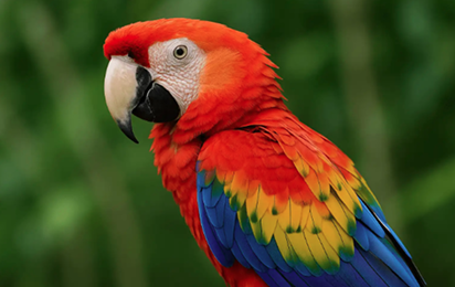 Hoe praten papegaaien?