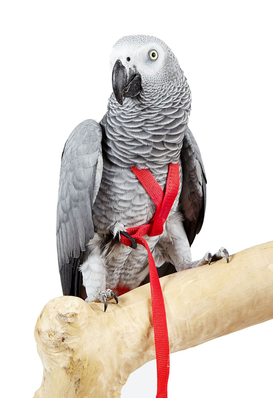 Parrot toys Action Type AVIATOR harness M