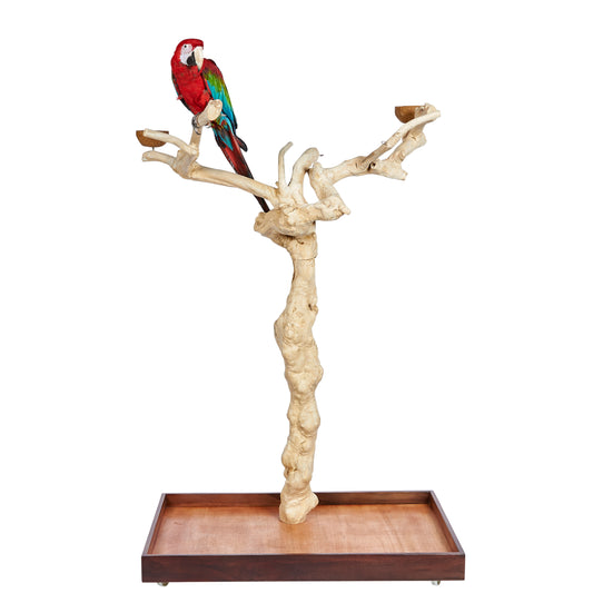 Papagei oder Sittich. Java II-Baum Groß IND J17219